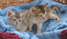 Magnifiques Chatons ABYSSIN - Photo 6