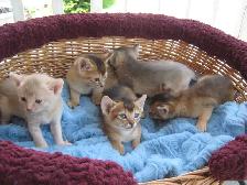 Magnifiques Chatons ABYSSIN - Photo 7