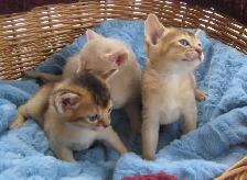 Magnifiques Chatons ABYSSIN - Photo 8