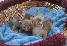 Magnifiques Chatons ABYSSIN - Photo 9