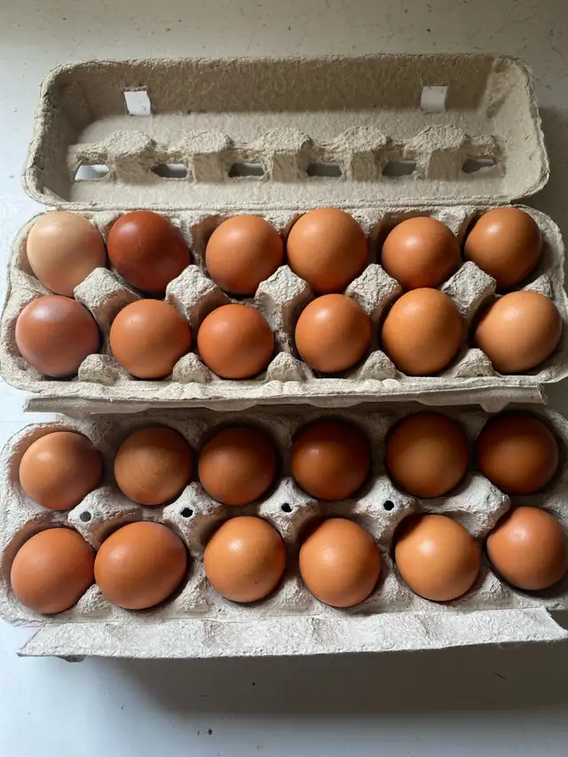 pullet(small) eggs