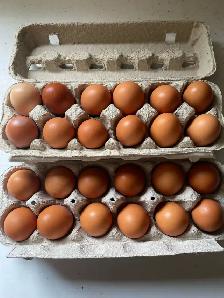pullet(small) eggs