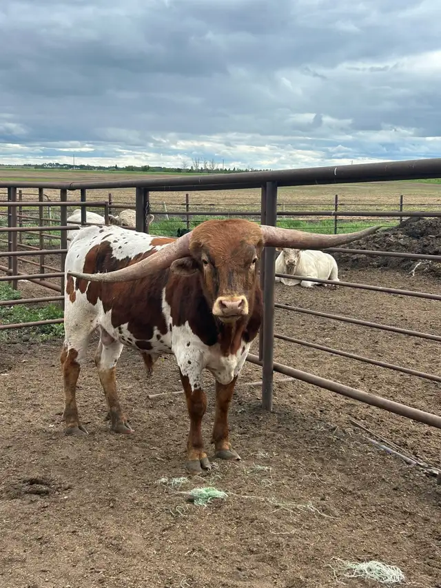 2 year old Longhorn Bull