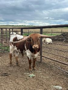2 year old Longhorn Bull