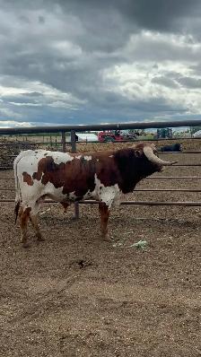 2 year old Longhorn Bull - Photo 2