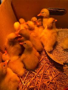 Pekin ducklings - Photo 2