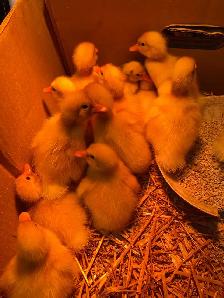 Pekin ducklings - Photo 3
