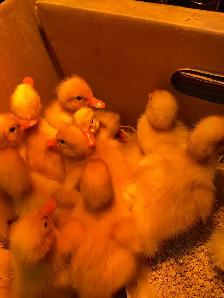 Pekin ducklings - Photo 5