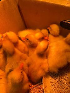 Pekin ducklings - Photo 6