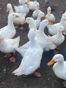 Pekin ducklings - Photo 10
