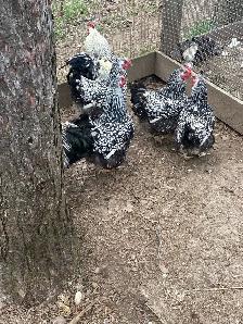 silver laced Wyandotte hatching eggs - Photo 3