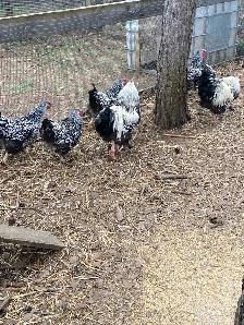silver laced Wyandotte hatching eggs - Photo 5