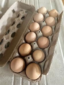 silver laced Wyandotte hatching eggs - Photo 9