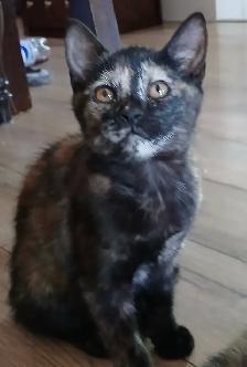 3 mignons chatons - il en reste juste 1 femelle écaille de tortu