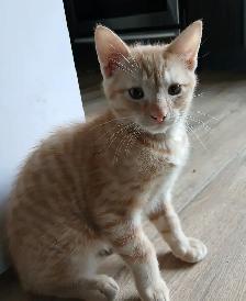 3 mignons chatons - il en reste juste 1 femelle écaille de tortu - Photo 4