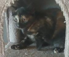 3 mignons chatons - il en reste juste 1 femelle écaille de tortu - Photo 5