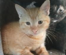 3 mignons chatons - il en reste juste 1 femelle écaille de tortu - Photo 8