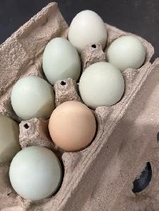 BYM hatching eggs - Photo 3