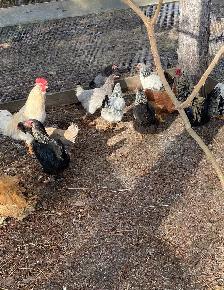BYM hatching eggs - Photo 8