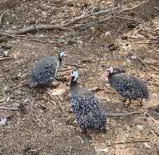 Guinea fowl hatching eggs