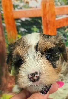 YORKSHIER TERRIER PUPPY (MALE EXOTIC BLUEBERRY MERLE PUPPY)