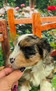 YORKSHIER TERRIER PUPPY (MALE EXOTIC BLUEBERRY MERLE PUPPY) - Photo 2