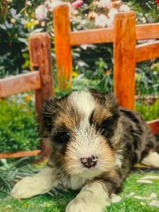 YORKSHIER TERRIER PUPPY (MALE EXOTIC BLUEBERRY MERLE PUPPY) - Photo 3