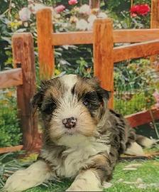 YORKSHIER TERRIER PUPPY (MALE EXOTIC BLUEBERRY MERLE PUPPY) - Photo 4