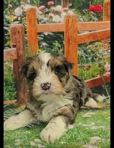 YORKSHIER TERRIER PUPPY (MALE EXOTIC BLUEBERRY MERLE PUPPY) - Photo 5