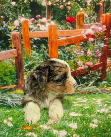 YORKSHIER TERRIER PUPPY (MALE EXOTIC BLUEBERRY MERLE PUPPY) - Photo 6