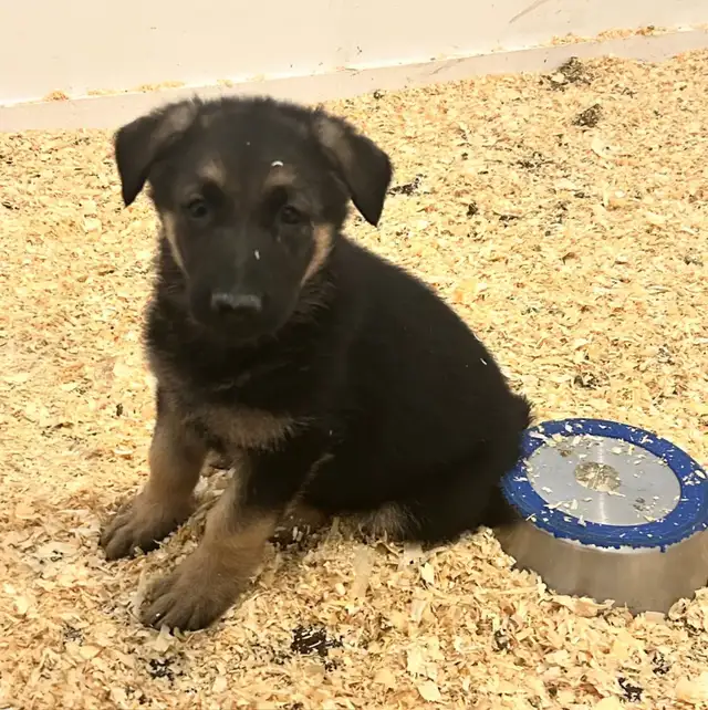 german sheppard puppies