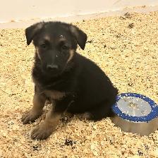 german sheppard puppies