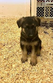 german sheppard puppies - Photo 2