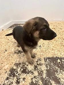 german sheppard puppies - Photo 3