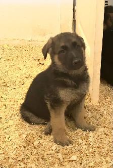german sheppard puppies - Photo 4