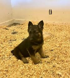 german sheppard puppies - Photo 5