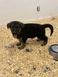 german sheppard puppies - Photo 6
