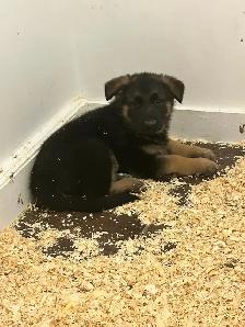 german sheppard puppies - Photo 7