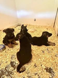 german sheppard puppies - Photo 8