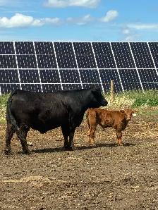 Cow calf pairs
