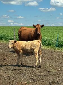 Cow calf pairs - Photo 2