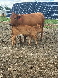 Cow calf pairs - Photo 3
