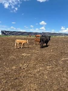 Cow calf pairs - Photo 4