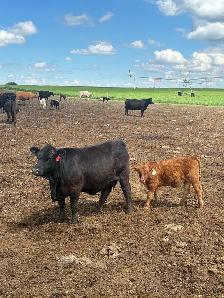Cow calf pairs - Photo 5