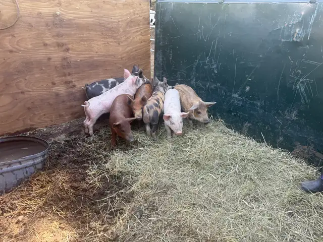 piglet/ pig
