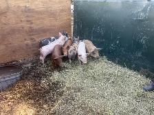 piglet/ pig