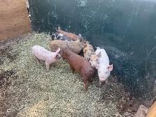 piglet/ pig - Photo 2