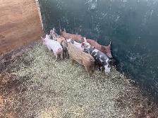 piglet/ pig - Photo 3