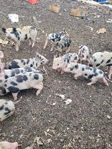 weaner pigs