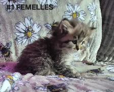 SCOTTISH FOLD X HIGHLAND LYNX - Photo 3